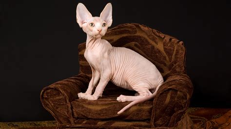 naken kat|Sphynx – Wikipedia